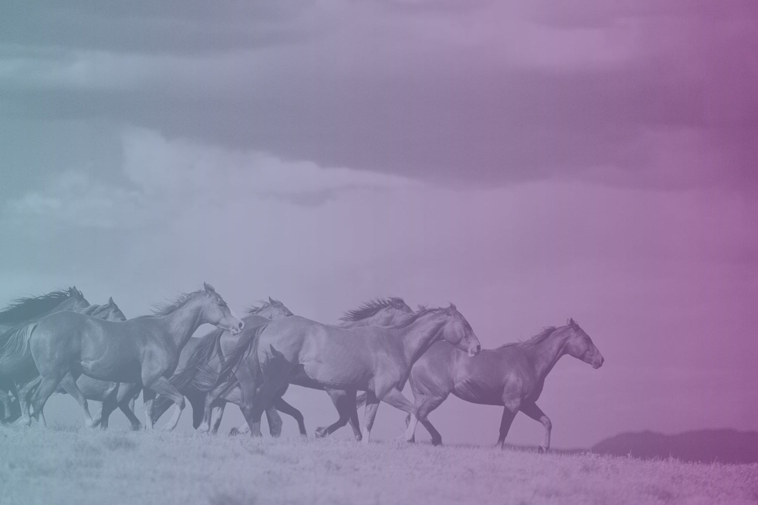 horse herd running