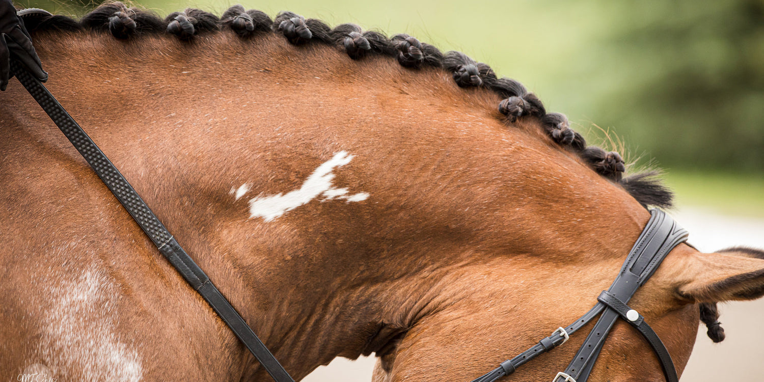 horse with braided mane