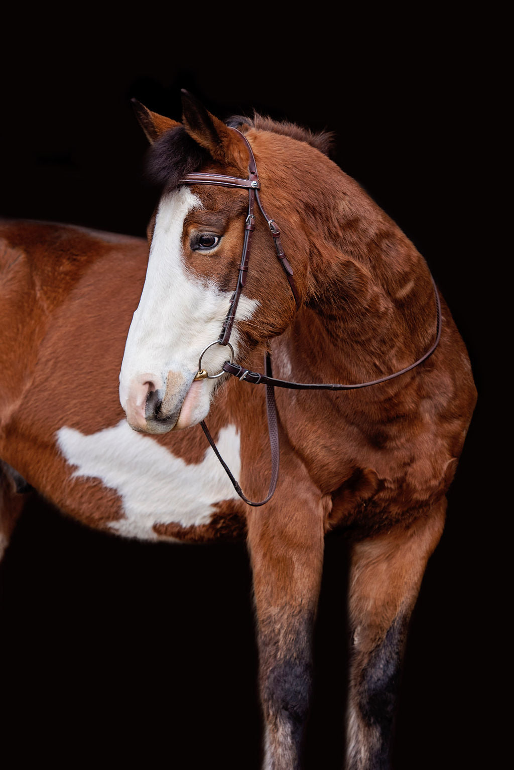 Jax horse