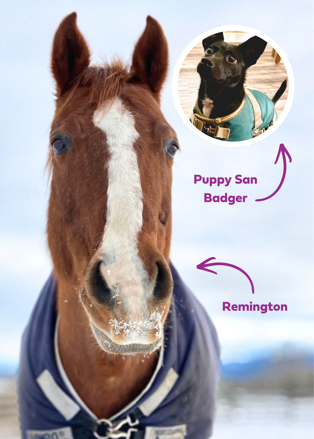 Stable Mind Founder, Nicole's horse Remington and dog Puppy San Badger