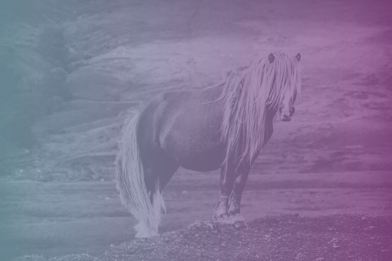 Horse standing in a field with a purple filter applied