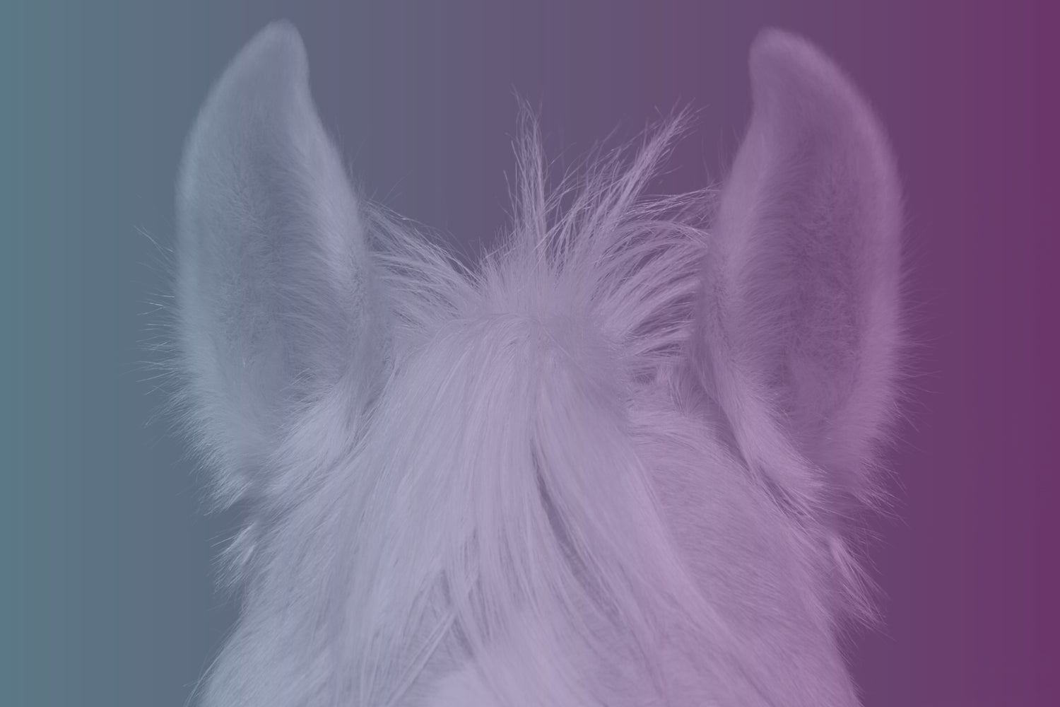 horse ears