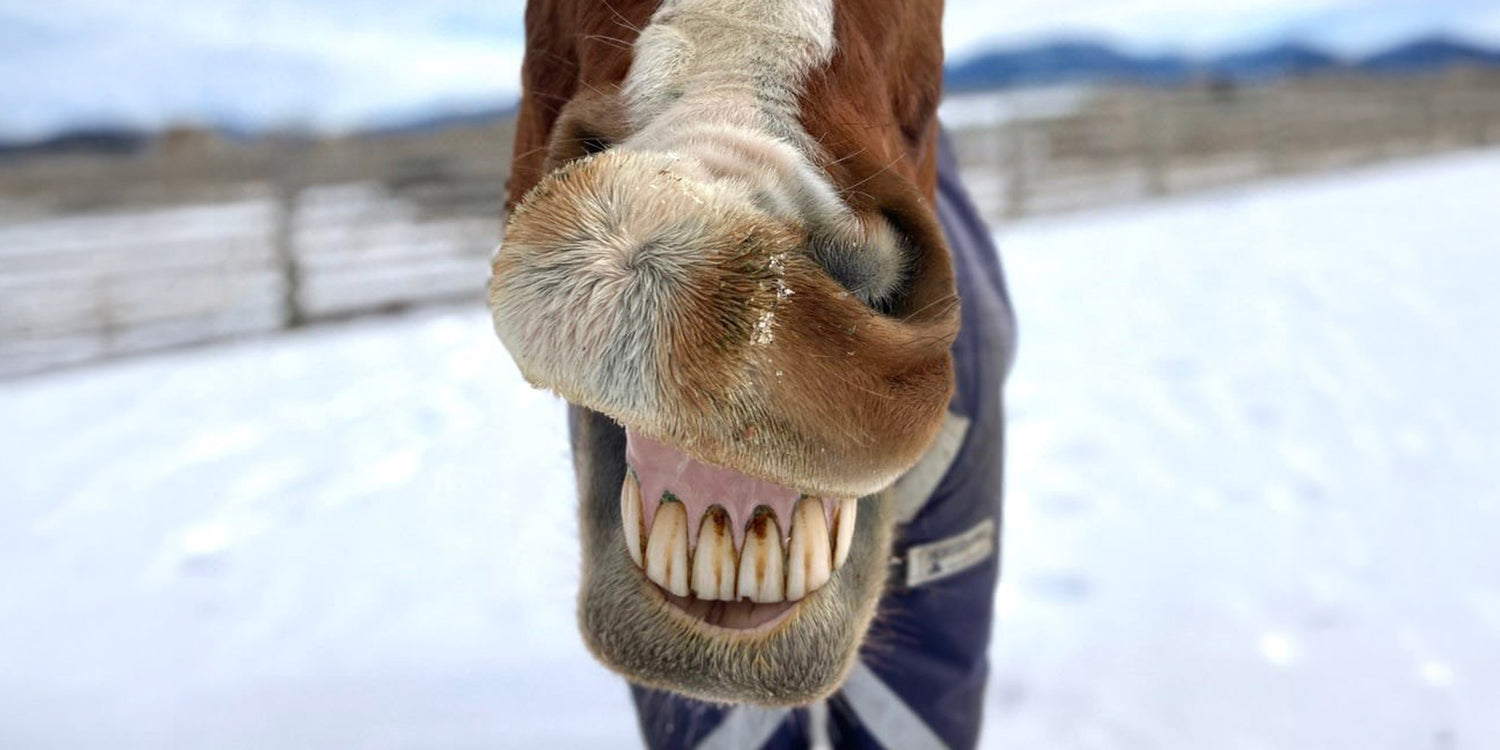 Horse with a humorous smiley face in a snowy landscape