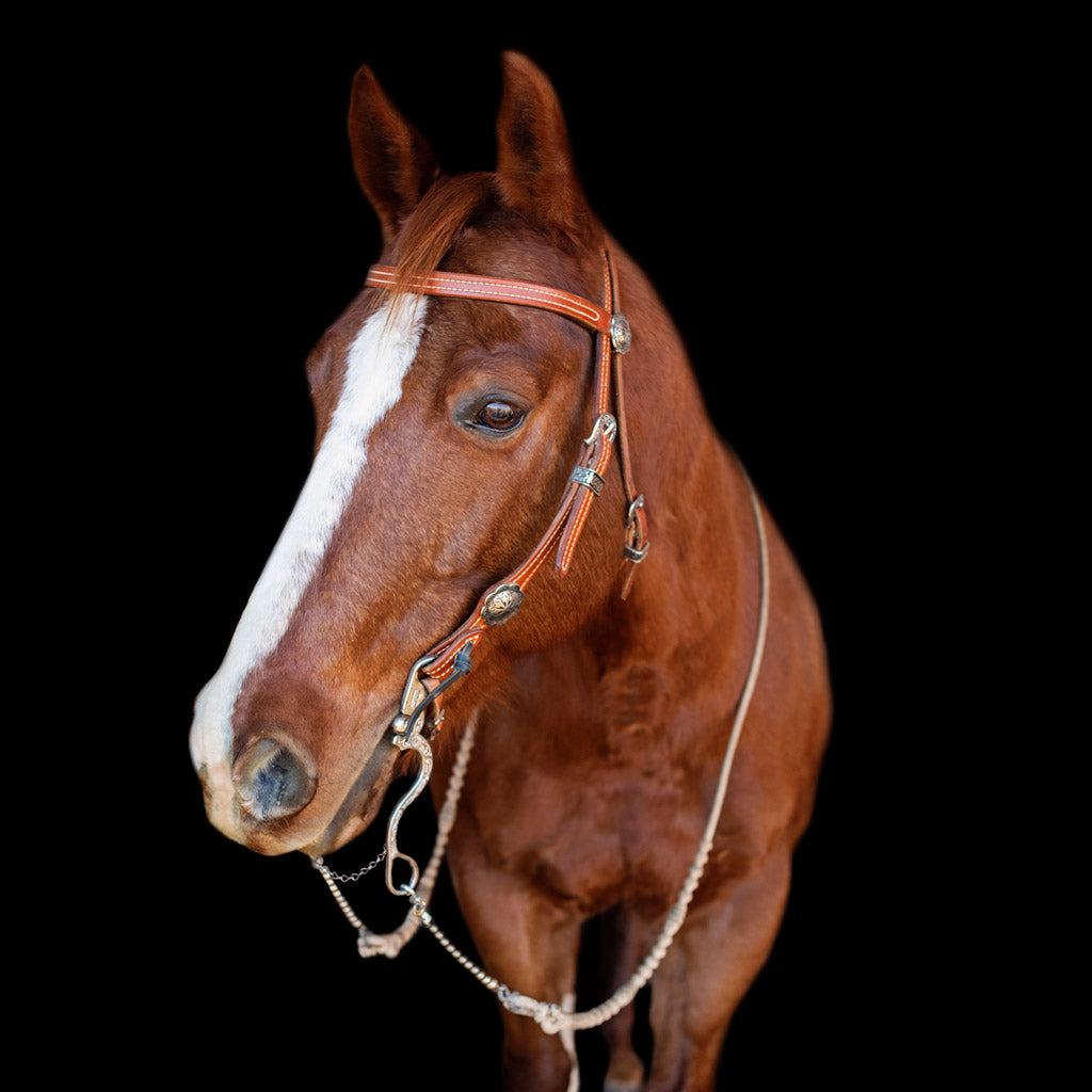 Remington horse