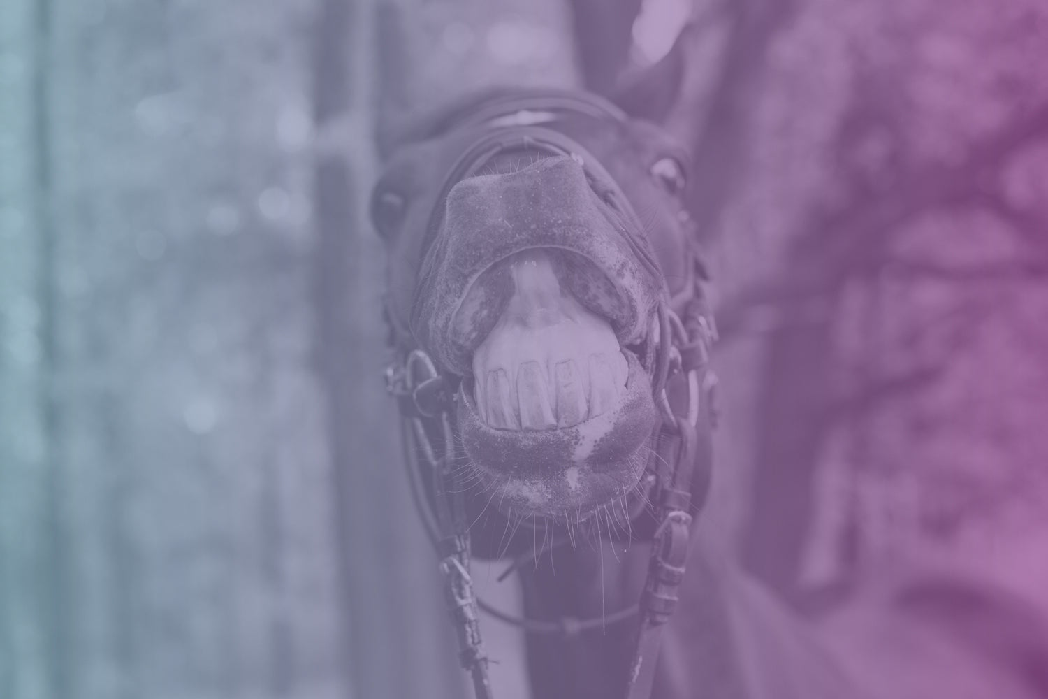 funny horse